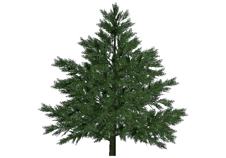 Árvores 3D - Abeto - ACCA software