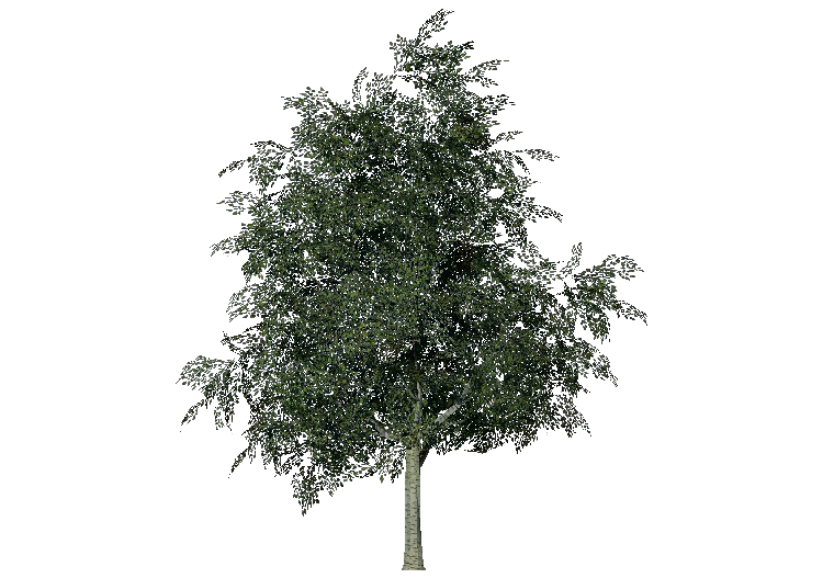Arbres 3D - Bouleau - ACCA software