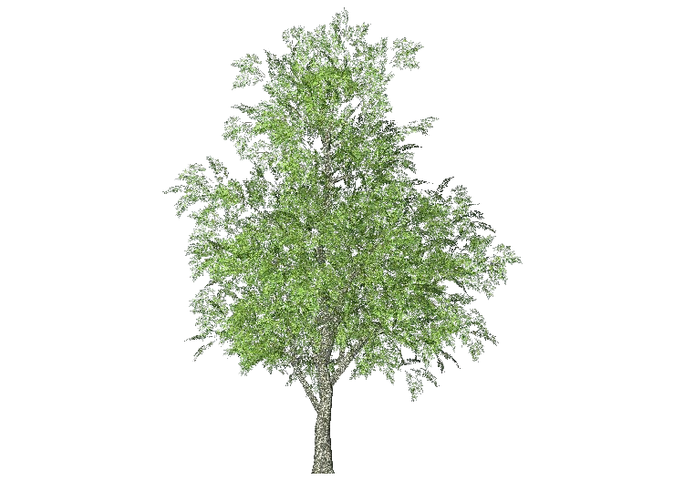 Árvores 3D - Freixo - ACCA software
