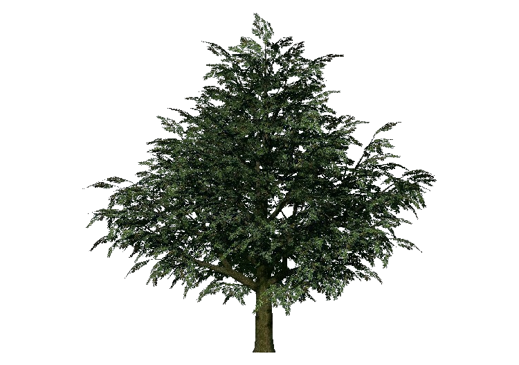 Árvores 3D - Mangueira - ACCA software