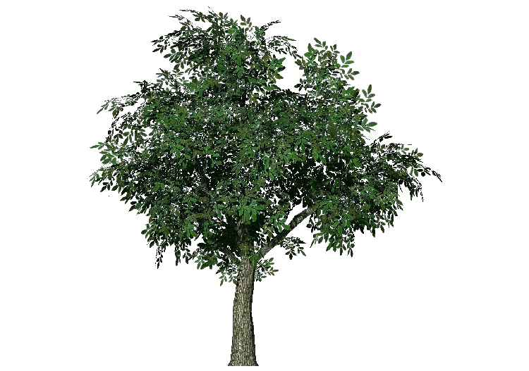Árvores 3D - Nogueira - ACCA software