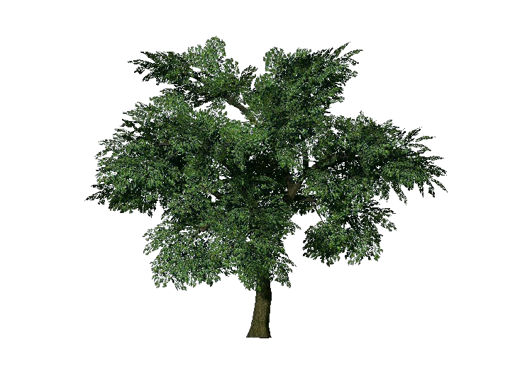 Alberi 3D - Quercia - ACCA software