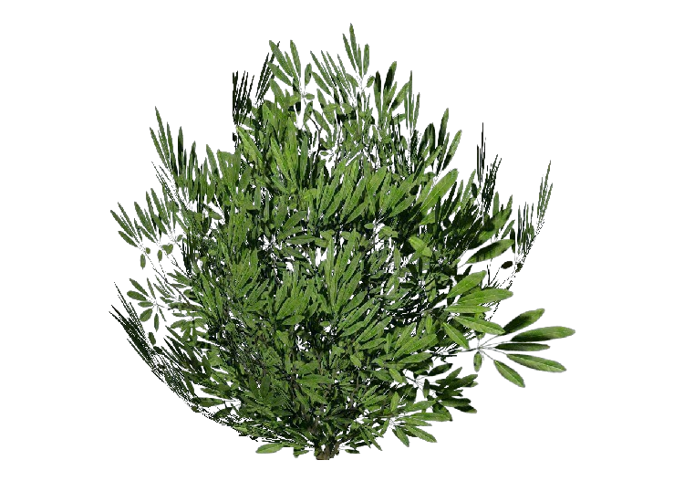 Buissons 3D - Laurier - ACCA software