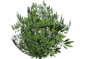 3D Bushes - Oleandro