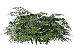 Buissons 3D - Bambou