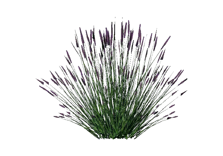 Buissons 3D Lavande  ACCA software