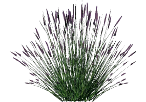 3D Büsche - Lavendel