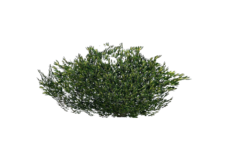 Matojos 3D - Arbusto - ACCA software