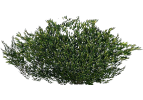 Buissons 3D - Buisson