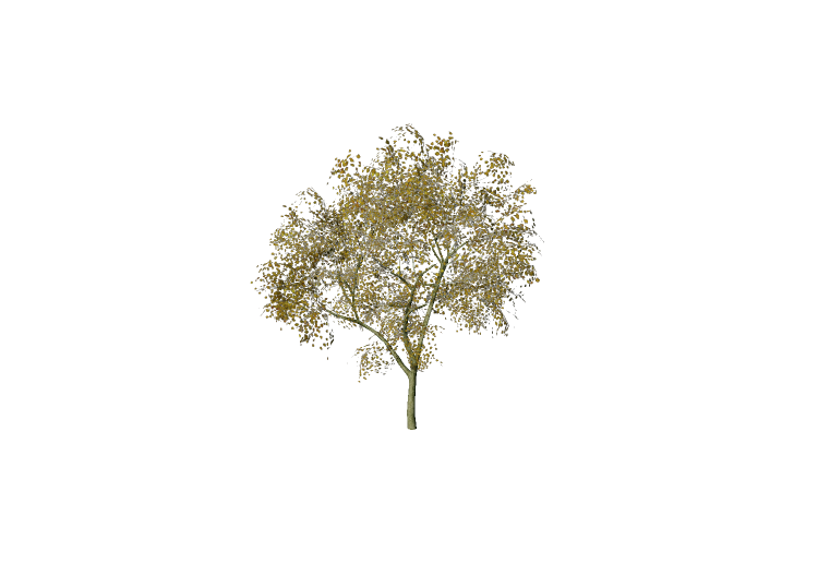 Árboles 3D - Aliso común - EVERMOTION Árboles 3D - Aliso común - EVERMOTION