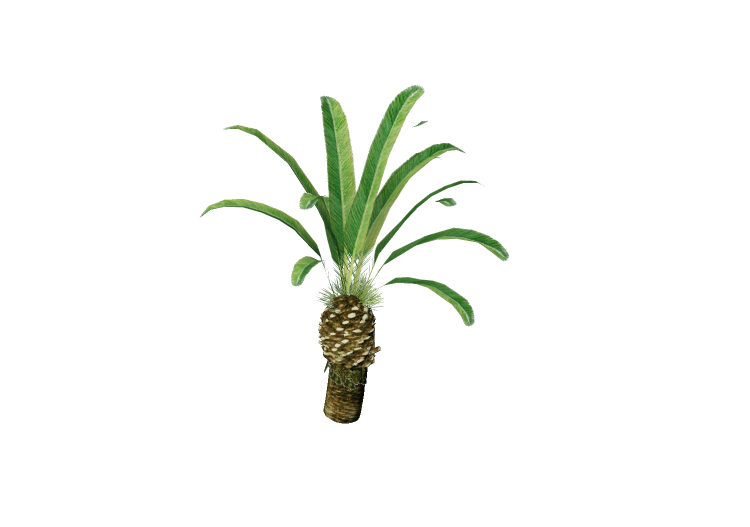 3D Trees - Phoenix canariensis - EVERMOTION 3D Trees - Phoenix canariensis - EVERMOTION