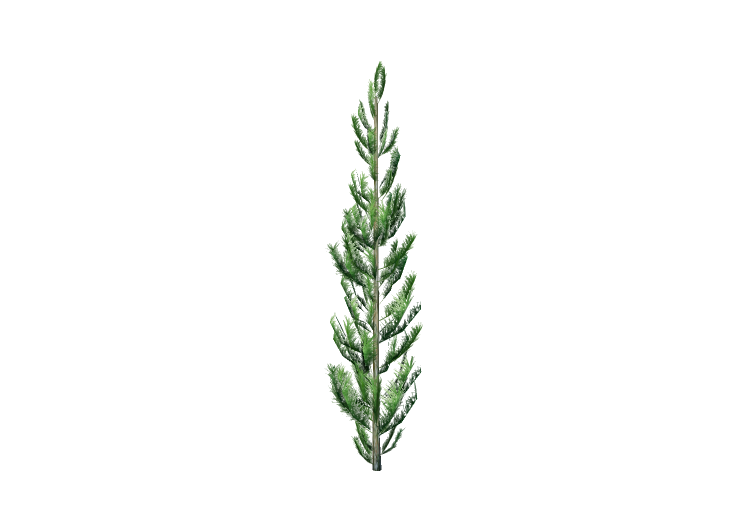 Alberi 3D - Pino - EVERMOTION Alberi 3D - Pino - EVERMOTION