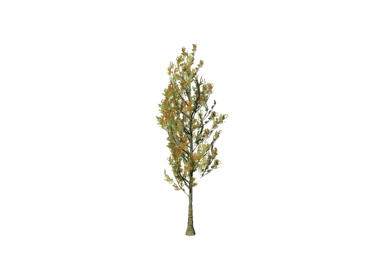 3D Trees - Poplar - EVERMOTION 3D Trees - Poplar - EVERMOTION