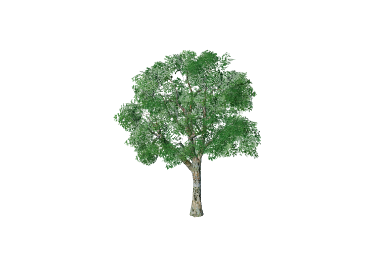 Arbres 3D - Platane commun - EVERMOTION Arbres 3D - Platane commun - EVERMOTION