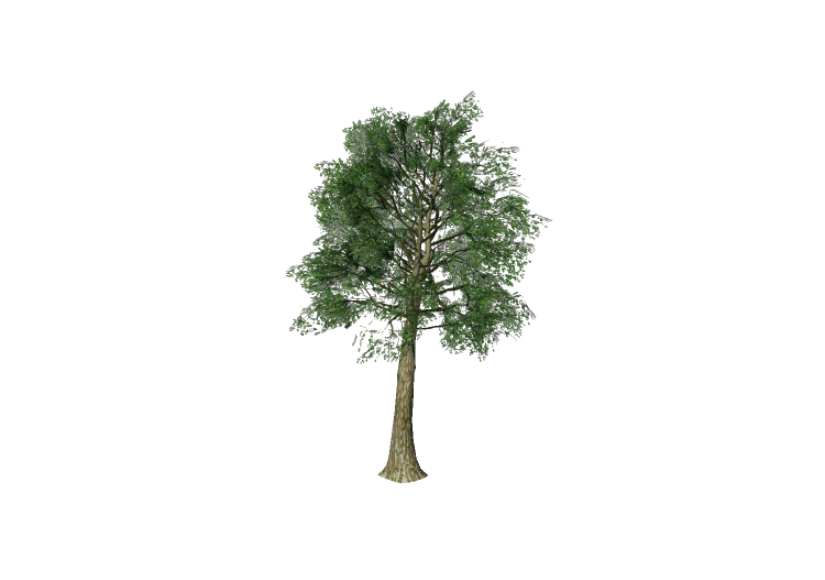 3D Bäume - Eiche - EVERMOTION 3D Bäume - Eiche - EVERMOTION