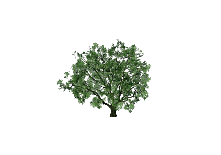 3D Trees - Salix fragilis - EVERMOTION 3D Trees - Salix fragilis - EVERMOTION