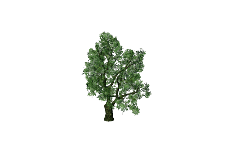 Alberi 3D - Salice fragile - EVERMOTION Alberi 3D - Salice fragile - EVERMOTION