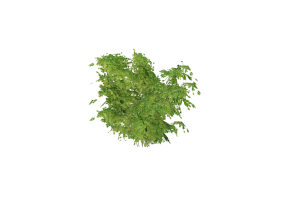 Arbusto 3D - Arbusto