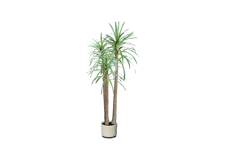 3D Pflanzen - Drachenbaum - EVERMOTION 3D Pflanzen - Drachenbaum - EVERMOTION