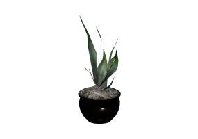 Plantas 3D - Agave attenuata