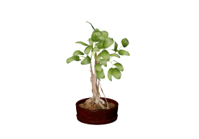 Plantas 3D - Ficus retusa
