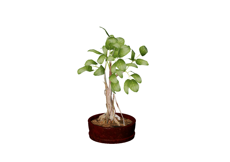 Piante 3D - Ficus retusa - EVERMOTION Piante 3D - Ficus retusa - EVERMOTION