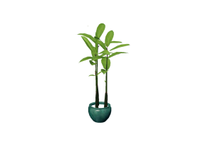 Plantas 3D - Ficus robusta