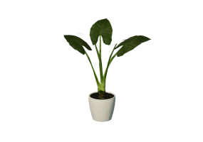 Plantas 3D - Alocasia cucullata