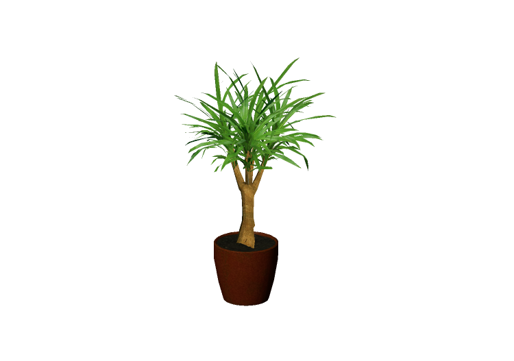 3D Pflanzen - Drachenbaum - EVERMOTION 3D Pflanzen - Drachenbaum - EVERMOTION