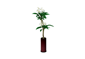 Plantas 3D - Plumeria rubra