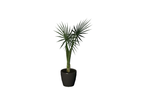 Plantes 3D - Palmier nain