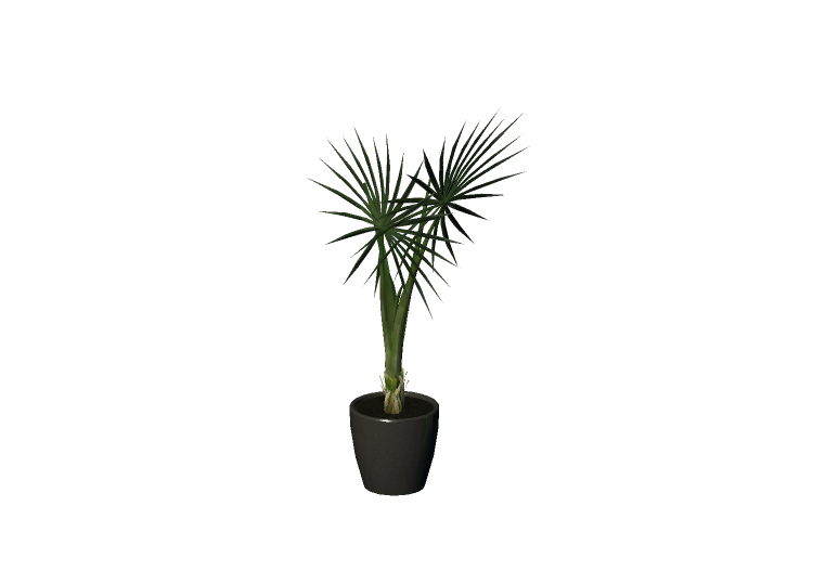 Plantas 3D - Sagu-de-jardim - EVERMOTION Plantas 3D - Sagu-de-jardim - EVERMOTION