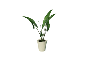 Plantas 3D - Alocasia zebrina