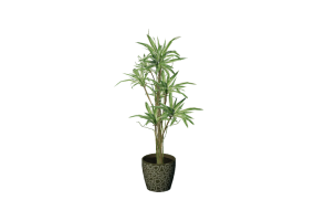 Plantas 3D - Dracaena