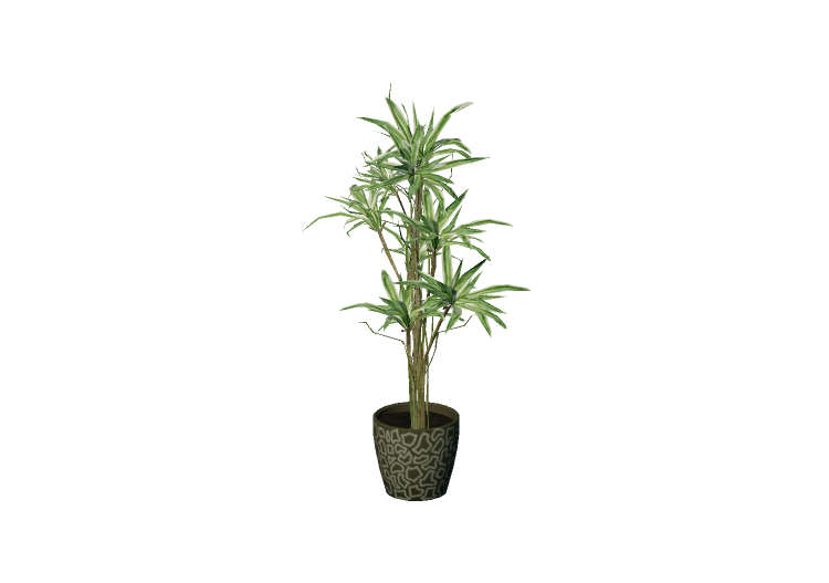 Plantes 3D - Dragonnier - EVERMOTION Plantes 3D - Dragonnier - EVERMOTION