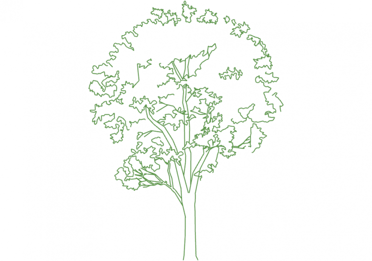 DWG Bäume - Baum (05) - ACCA software