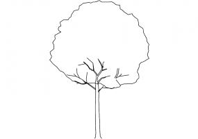 DWG Bäume - Baum (07)