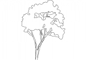 DWG Bäume - Baum (11)