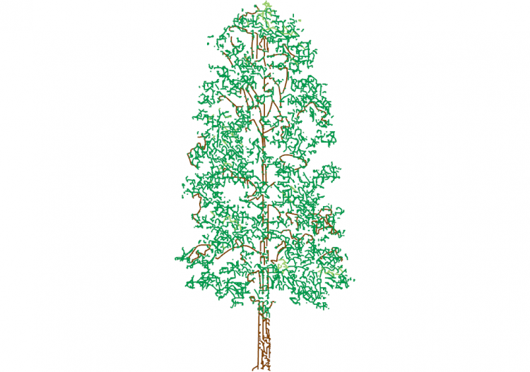 DWG Bäume - Baum (16) - ACCA software