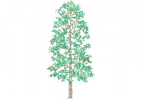 DWG Trees - Tree (16)