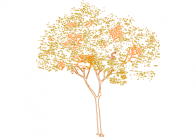 DWG Bäume - Baum (18) - ACCA software