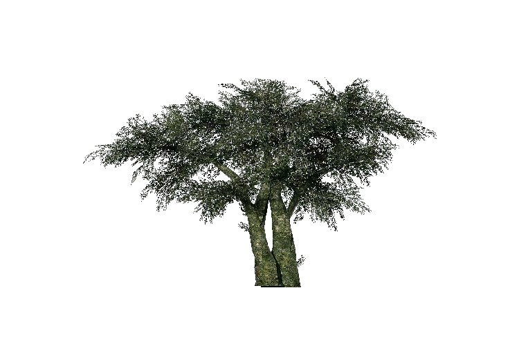 Arbres 3D - Olivier - ACCA software