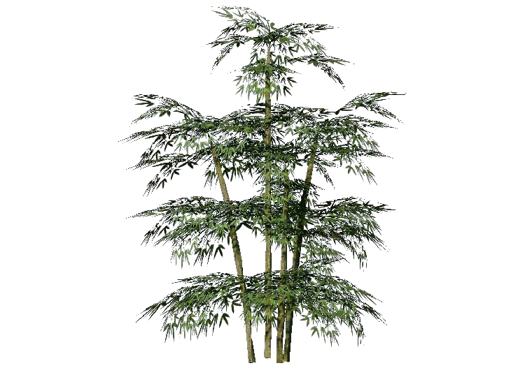 Plantes 3D - Bambou - ACCA software
