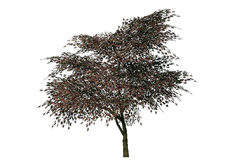 Árboles 3D - Hacer japonés - ACCA software