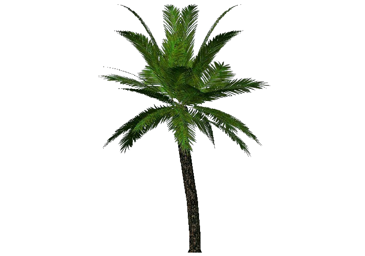 Arbres 3D - Palmier - ACCA software