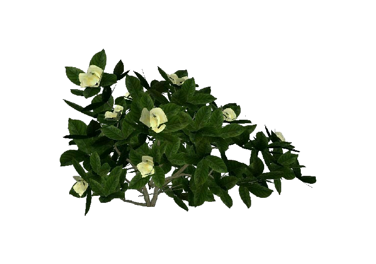 Piante 3D - 栀子花 - ACCA software