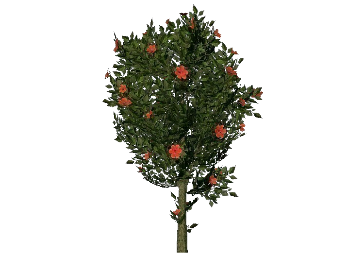 3D Flowers - Red hibiscus - ACCA software