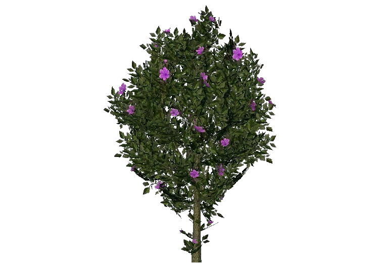 Plantas 3D - Hibisco roxo - ACCA software