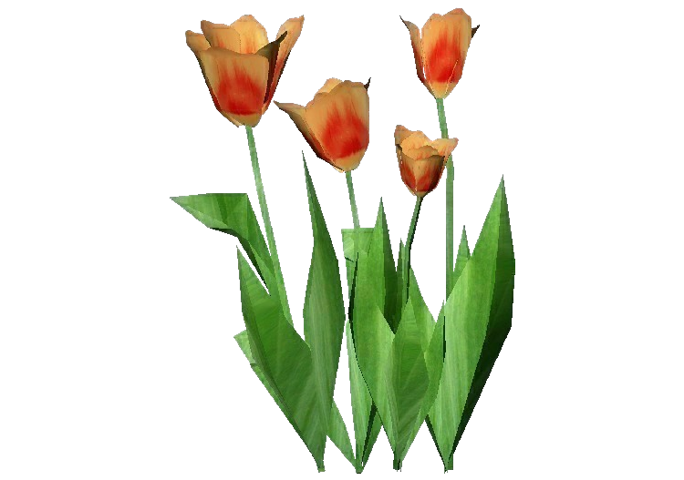 Plantas 3D - Tulipán naranja - ACCA software