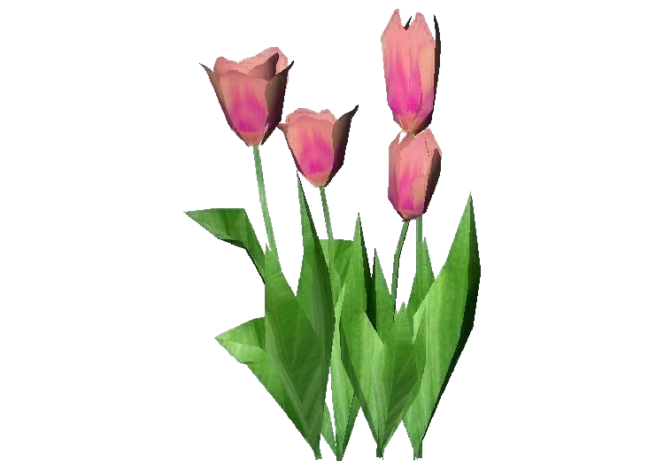 3D Flowers - Violet Tulip - ACCA software